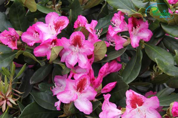 Rhododendron Maddalena